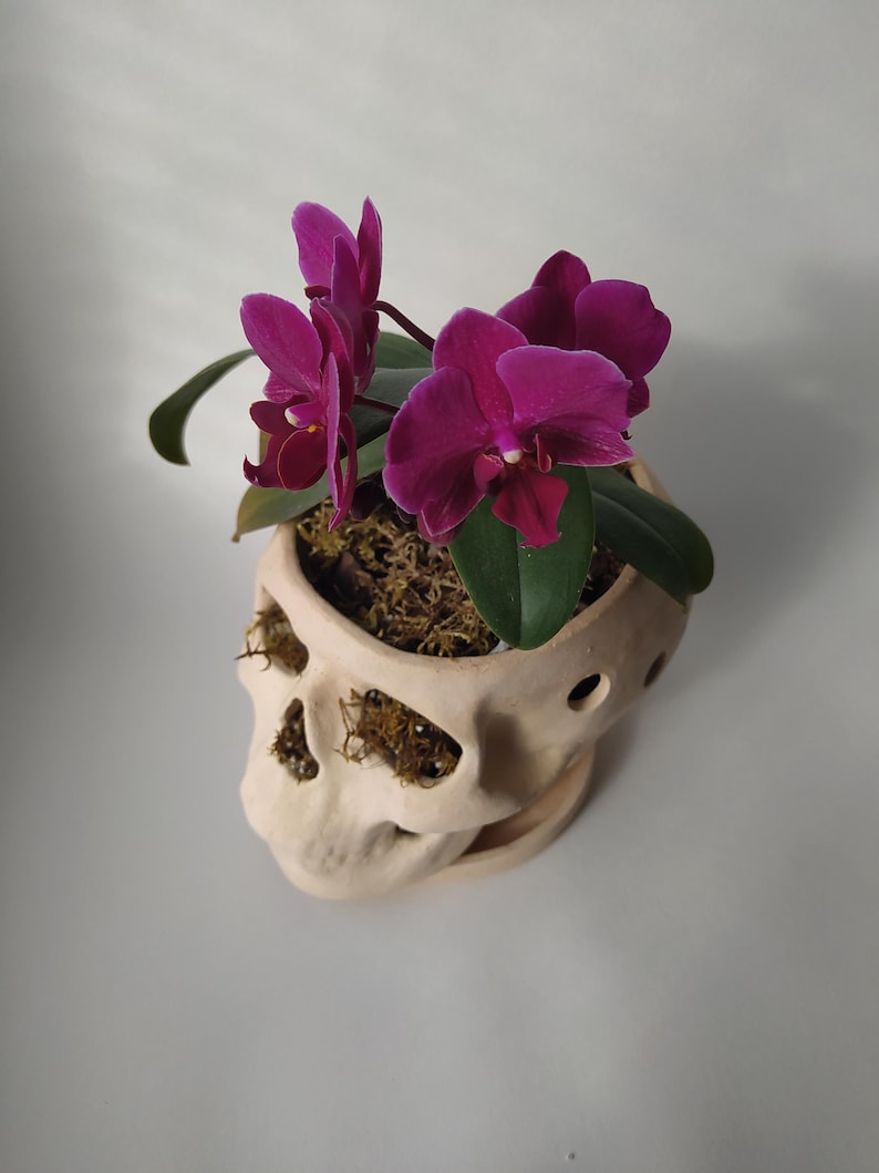 Orchid Pots with Holes | Terracotta Plant Pot | Skull Flowerpot image 2