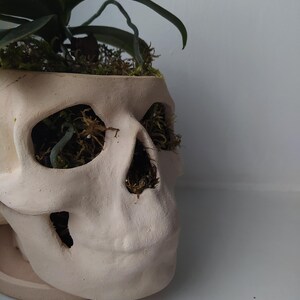 May include: A beige ceramic skull-shaped planter with a plant and moss inside. The eye sockets and nose cavity are open, revealing the moss and plant roots. The plant has long green leaves. The planter sits on a matching base.