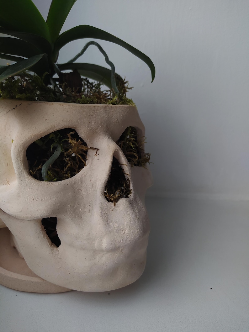 May include: A beige ceramic skull-shaped planter with a plant and moss inside. The eye sockets and nose cavity are open, revealing the moss and plant roots. The plant has long green leaves. The planter sits on a matching base.