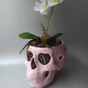 May include: A light pink ceramic skull planter with dark green speckles and cut-out eye and nose sockets. The planter contains a white orchid plant with green leaves, brown bark, and moss. The skull has a glossy finish and a rounded, organic shape.