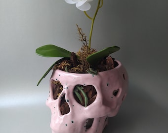 May include: A light pink ceramic skull-shaped planter with dark green speckles and cut-out eye and nose sockets. The planter contains a white orchid with green leaves, brown bark, and moss, creating a contrast between the floral and skull elements.