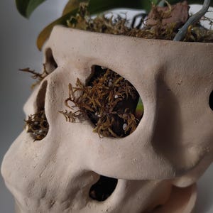 Orchid Pots with Holes | Terracotta Plant Pot | Skull Flowerpot image 5