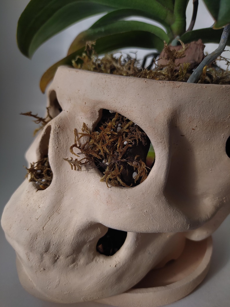 Orchid Pots with Holes | Terracotta Plant Pot | Skull Flowerpot image 5