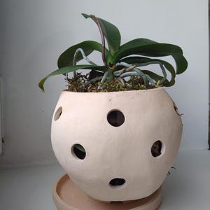 May include: A cream-colored ceramic planter with several circular holes, holding a green orchid plant. The planter sits on a matching saucer. The orchid has dark green leaves and visible roots.