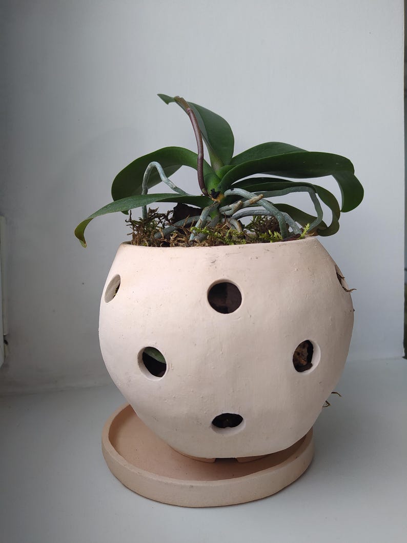 May include: A cream-colored ceramic planter with several circular holes, holding a green orchid plant. The planter sits on a matching saucer. The orchid has dark green leaves and visible roots.