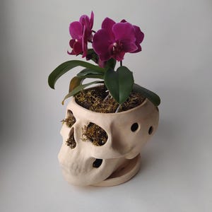 Orchid Pots with Holes | Terracotta Plant Pot |  Skull Flowerpot