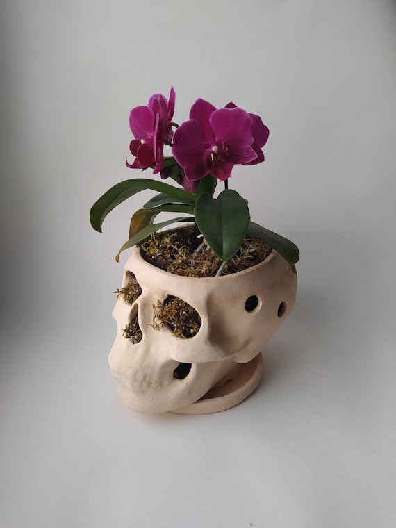 Orchid Pots with Holes | Terracotta Plant Pot |  Skull Flowerpot