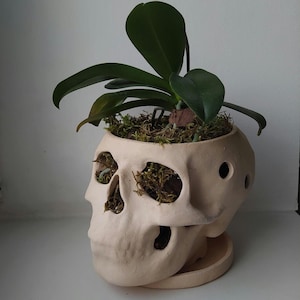 Orchid Pots with Holes | Terracotta Plant Pot |  Skull Flowerpot