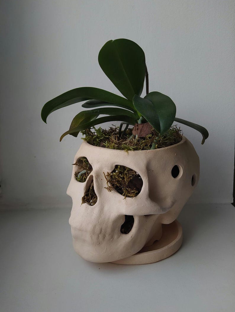 Orchid Pots with Holes | Terracotta Plant Pot | Skull Flowerpot image 4