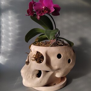 Orchid Pots with Holes | Terracotta Plant Pot | Skull Flowerpot image 3