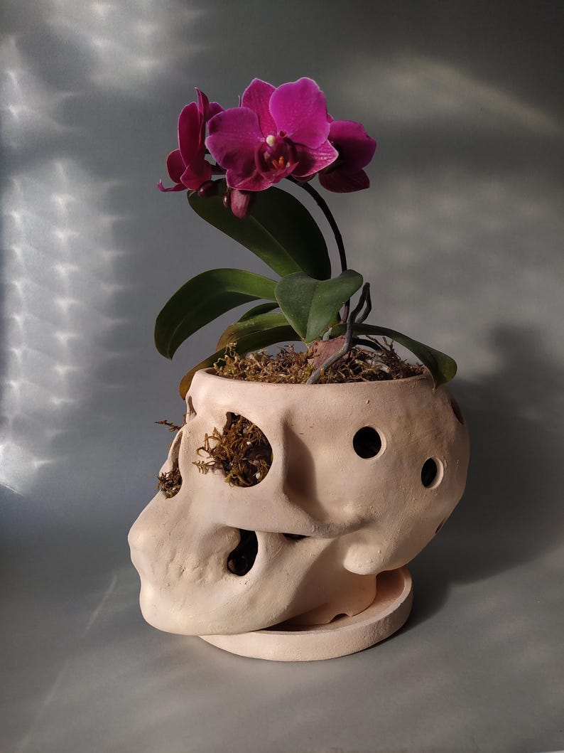 Orchid Pots with Holes | Terracotta Plant Pot | Skull Flowerpot image 3