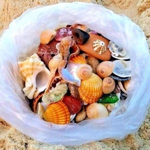 May include: A clear plastic bag filled with a variety of seashells in diverse shapes, sizes, and colors, including shades of orange, yellow, brown, white, and red. The collection features spiral, fan-shaped, and smooth shells, along with a piece of sea glass.