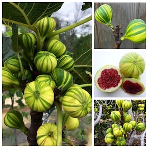 May include: A collection of ripe figs with green and yellow stripes. Some figs are whole, while others are cut open, revealing a deep red interior. The figs are attached to branches with green leaves.