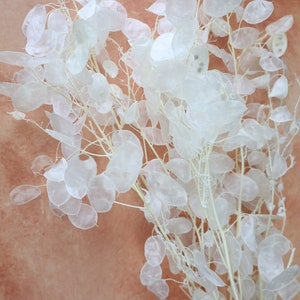 Peut inclure: Un bouquet de tiges de fleurs blanches séchées avec de délicates gousses de graines translucides et papier. Les tiges sont disposées en bouquet et sont sur un fond brun clair.