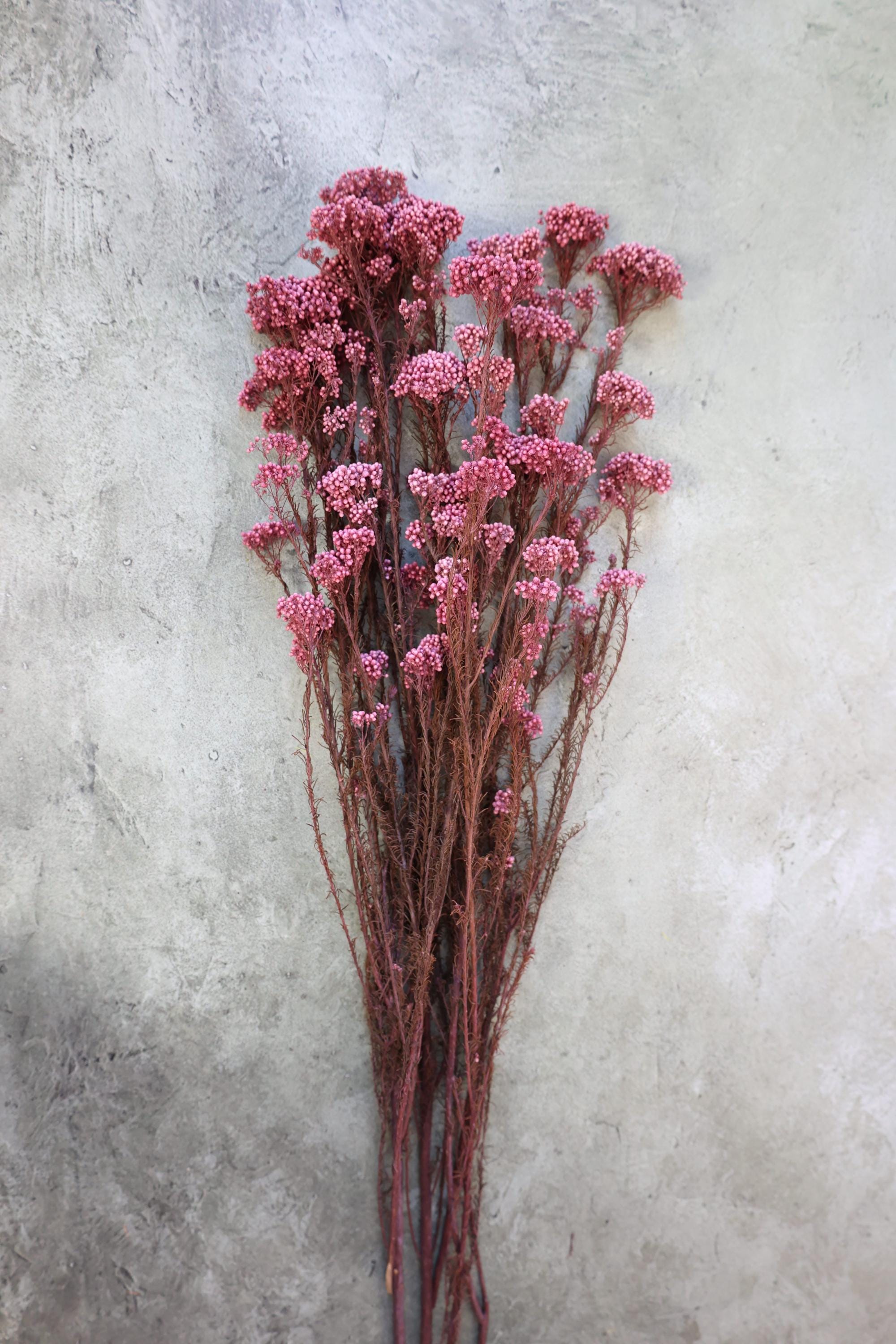 Preserved Rice Flowers, Dried Flowers, Dried Flower Filler, Filler ...