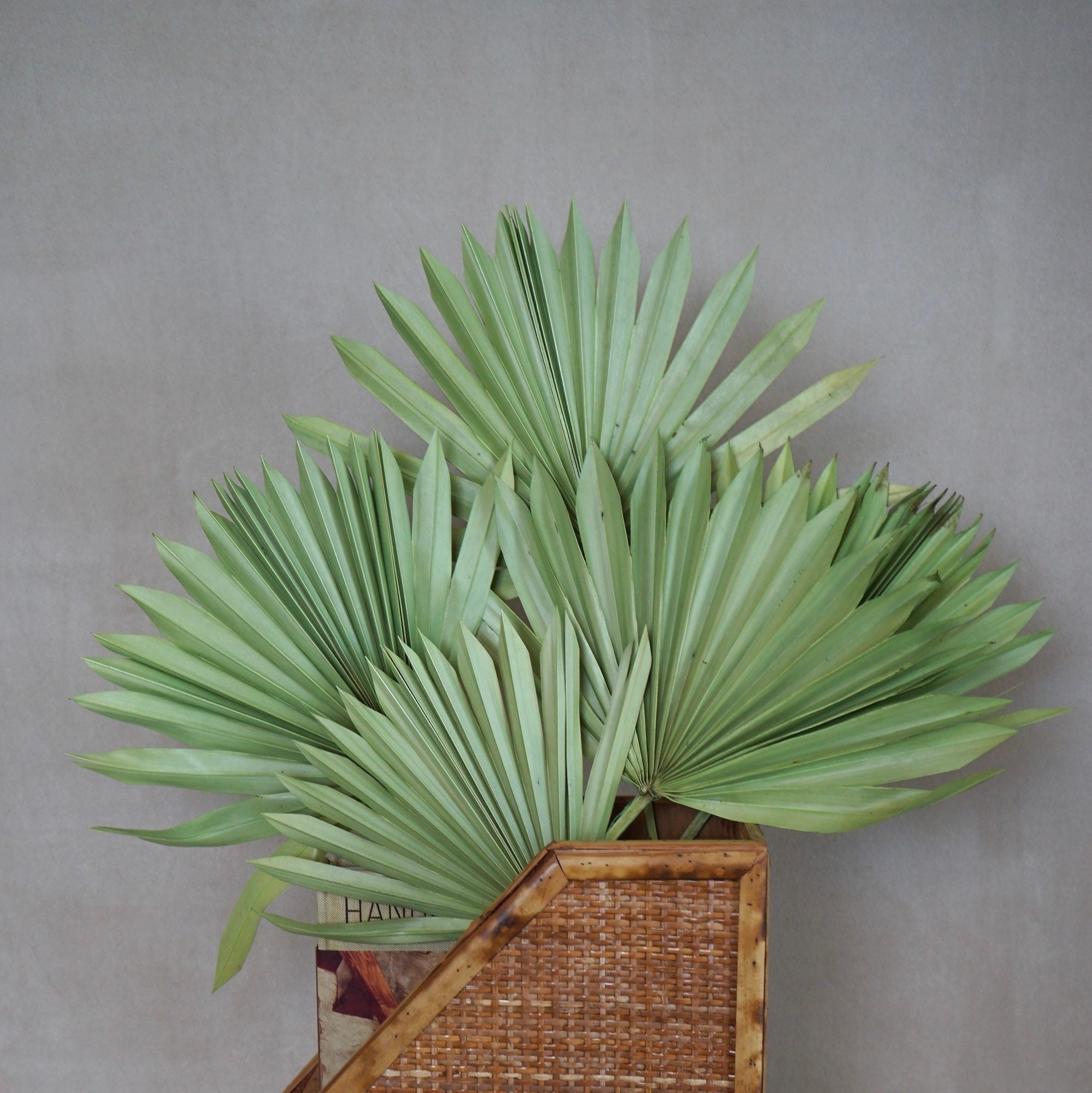 6-Pack Natural Dried Tropical Palm Leaves Paper Fans, 25 Handheld Folding Fans Boho Farmhouse Wall T | Wholesale Event Supplies by TableclothsFactory