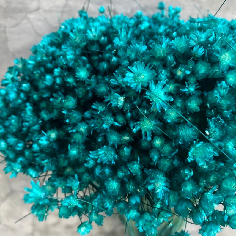 Dried Star Flowers Dried Flowers Wedding Flowers Flower Etsy