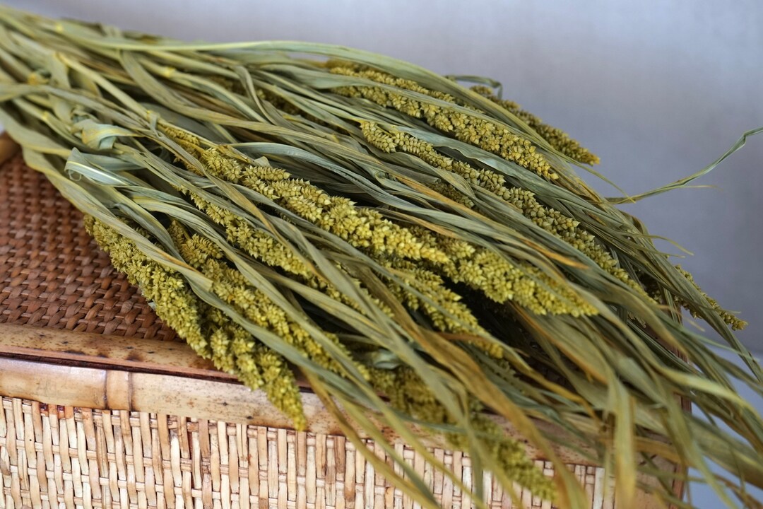 Dried Millet Grass, Dried Flowers, Wedding Flowers, Bunny Tails Flowers