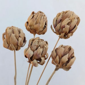 Dried Artichoke Stems