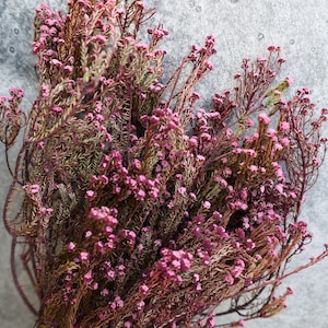 Preserved Pink Phylica, Dried Phylica, Fillers, Flower arrangements, wedding bouquet, Wedding Flowers, DIY Flowers, Flower Filler, Gift
