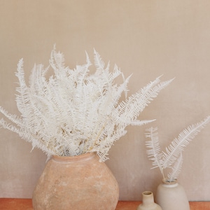 Preserved Mountain Fern Leaves, Dried Fern Leaves, Dried flowers, Wedding flowers, Home Decor, Wedding bouquets, Preserved Lace Fern