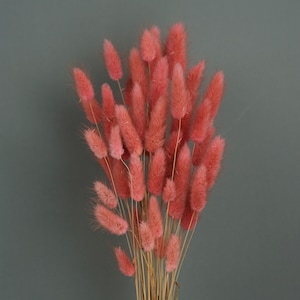 Mauve Dried Lagurus Flower Bush: Bunny Tails, Wedding Bouquet