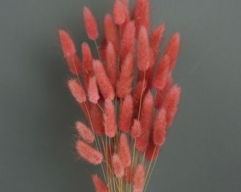 Mauve Dried Lagurus Flower Bush: Bunny Tails, Wedding Bouquet