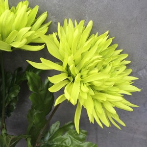 Lime green spider mums Spider Mums Mums Wedding Flowers | Etsy