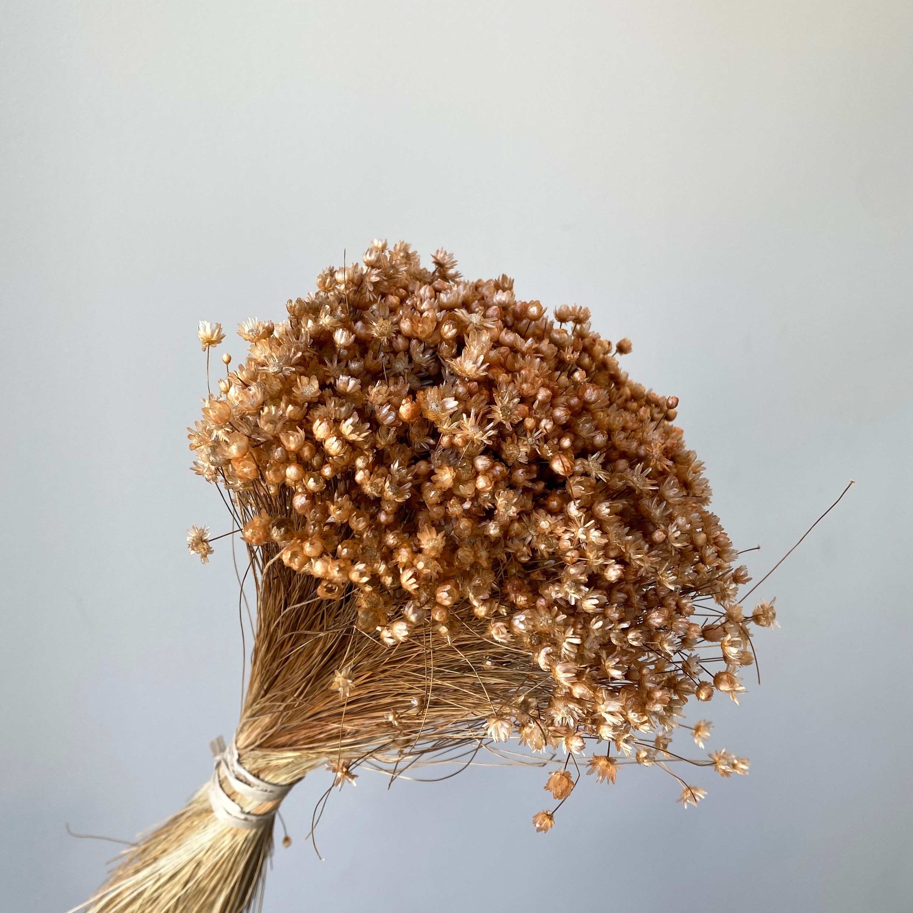 Dried Star Flowers Dried Flowers Wedding Flowers Flower Etsy