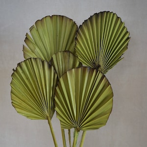 Palm Leaves, Dried Palm burnt Leaf Fans, Palm leave, Dried Flowers, sun palm leaves, wedding flowers, home decor, Bridal Bouquets, Gifts