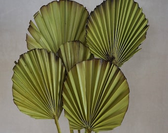 Palm Leaves, Dried Palm burnt Leaf Fans, Palm leave, Dried Flowers, sun palm leaves, wedding flowers, home decor, Bridal Bouquets, Gifts