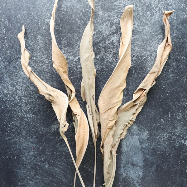 Dried Strelitzia, Bird of Paradise leaves, Strelitzia leaves, Home Decor, Wedding Decor, Leaves