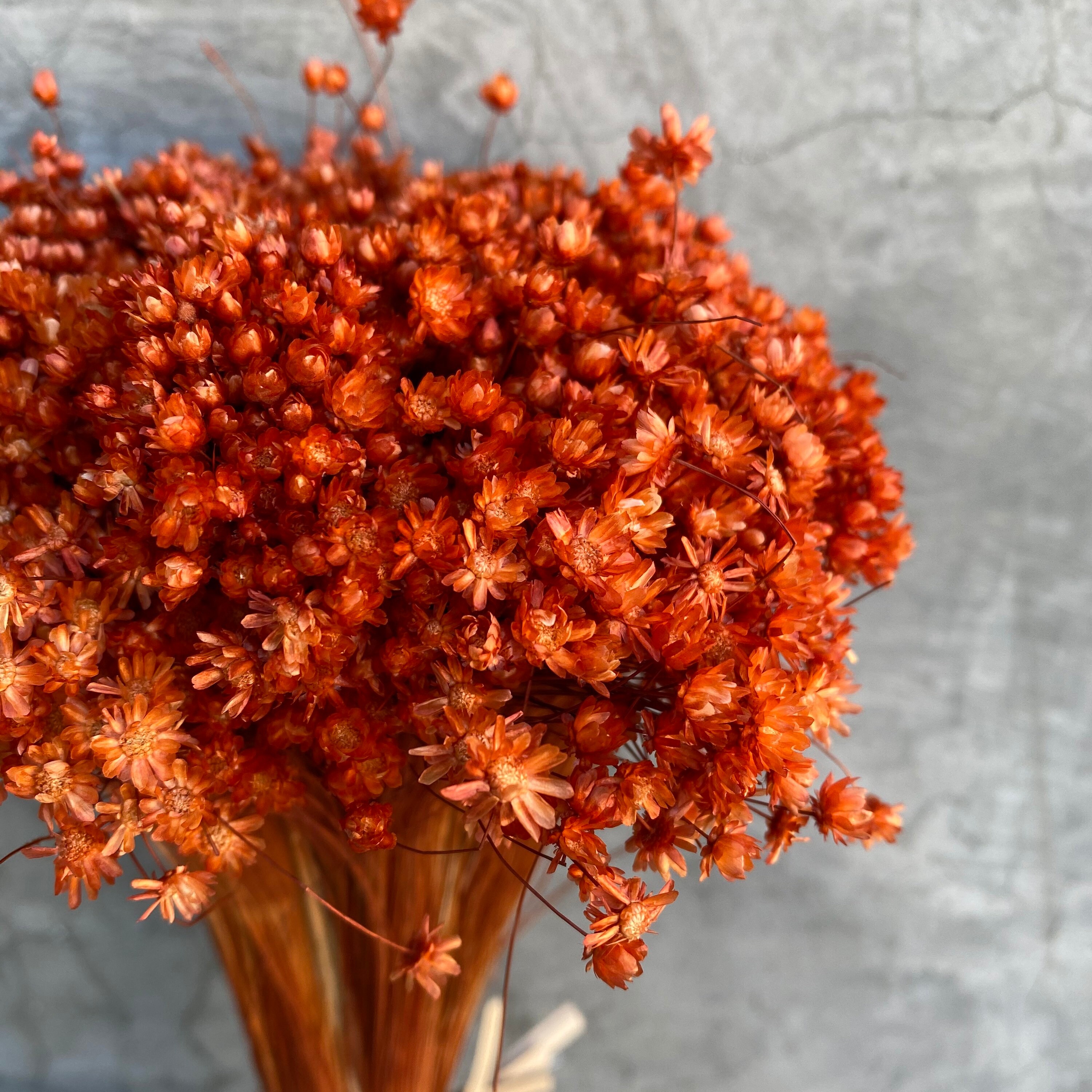 Dried Star Flowers Dried Flowers Wedding Flowers Flower Etsy