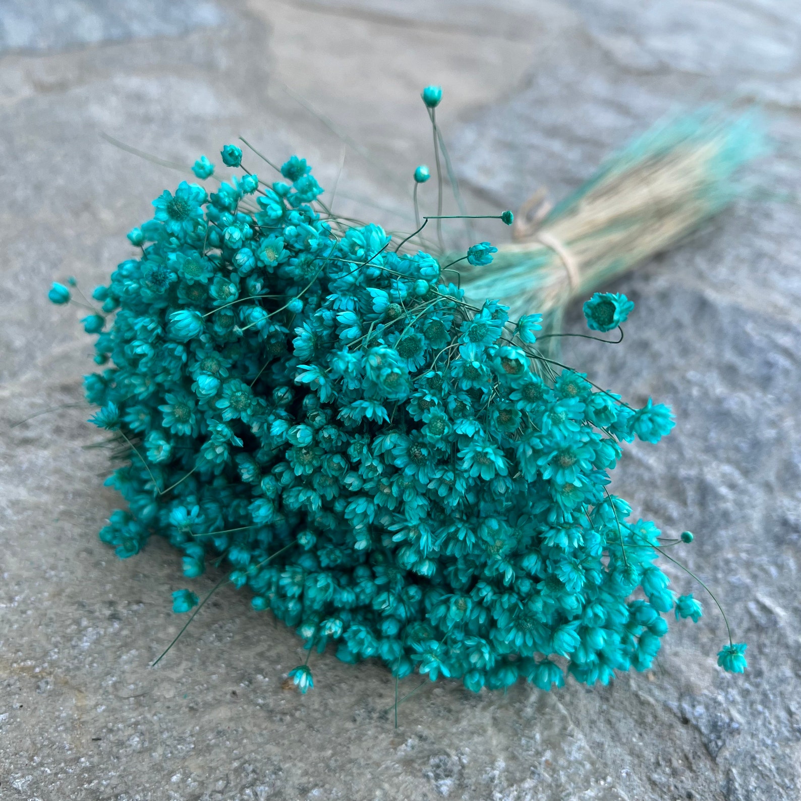 Dried Star Flowers Dried Flowers Wedding Flowers Flower Etsy