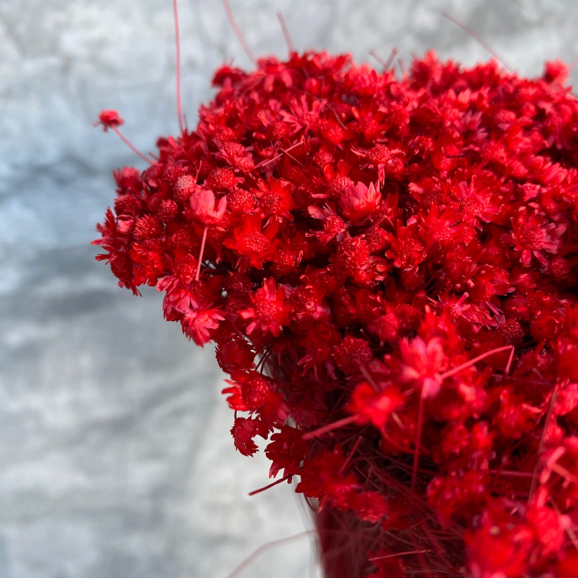 Dried Star Flowers Dried Flowers Wedding Flowers Flower Etsy