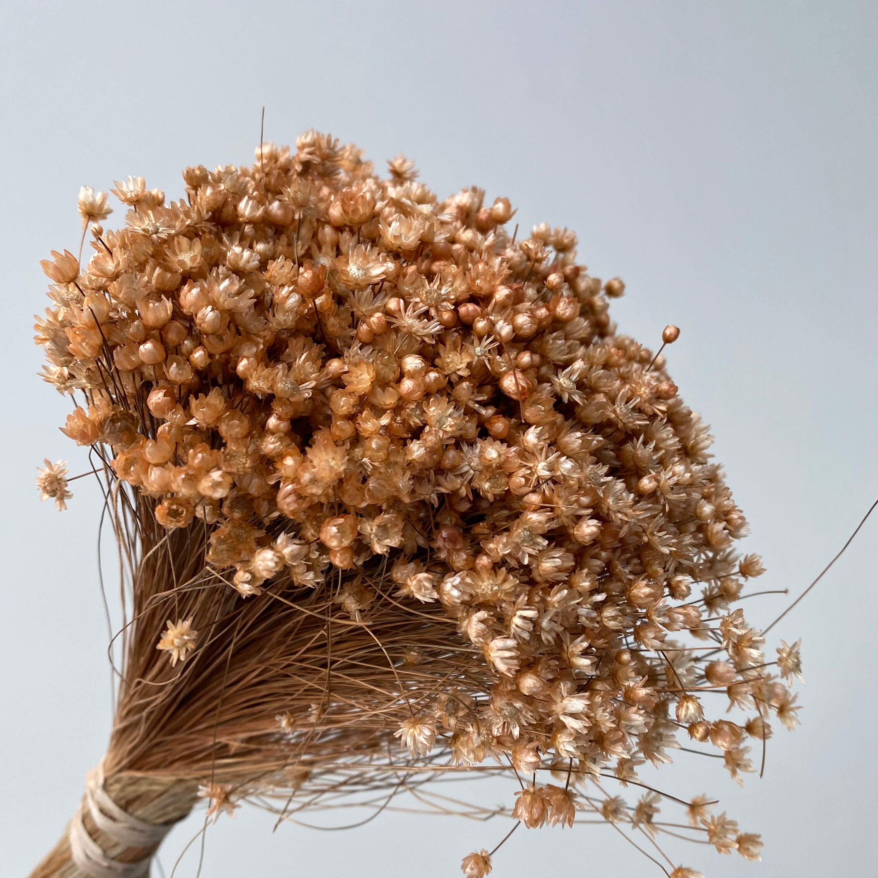 Dried Star Flowers Dried Flowers Wedding Flowers Flower Etsy