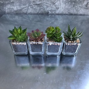 Faux Succulents: Desert Plants in Glass Pots, Home Decor