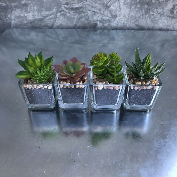 carnivorous plant grow light Open Bog Terrarium with LED Building DIY Set for Carnivorous Plants: Pitcher