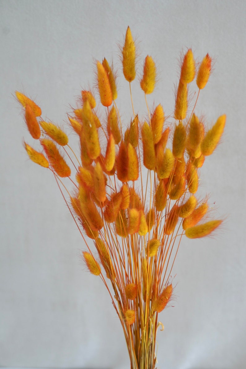 Lagurus Flower Bush, Dried Flowers, Wedding Flowers, bunny tails flowers, Naturally Dried, Bridal Flowers, Thanksgiving, gifts,Bridesmaids image 1