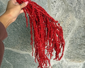SALE! Amaranthus preserved deep red