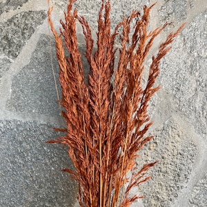 May include: A bunch of dried pampas grass with long, feathery plumes in a warm, burnt orange color.