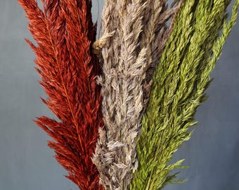 May include: A bouquet of dried pampas grass with three different colors: red, beige, and green. The stems are tied together at the bottom.