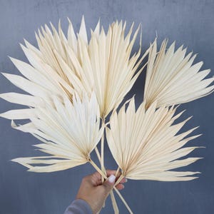 Palm leaves, Dried Flowers, sun palm leaves, wedding flowers, home decor, Dried Sun Palm Leaf Fans, boho wedding, gift, wedding decor