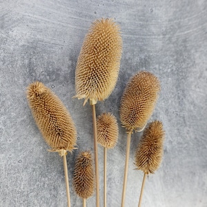 Dried Wild Teasel, Dried Flowers, Wedding flowers, Home decor, Thistle, Gift, Dried Pods, Wild Flowers, Bouquet, Boho Wedding, Centerpiece