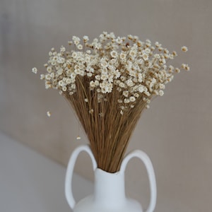 Dried star flowers, Dried Flowers, Wedding flowers, Flower bouquets, Home decor, Bridal Bouquet, Bridesmaids Bouquets, Gifts