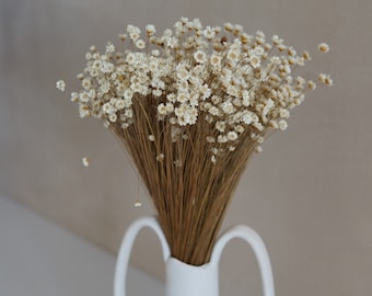 Dried star flowers, Dried Flowers, Wedding flowers, Flower bouquets, Home decor, Bridal Bouquet, Bridesmaids Bouquets, Gifts