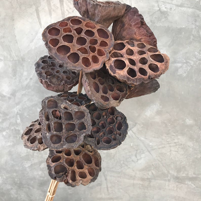 Lotus Pods Dried Flowers Dried Lotus Pods Wedding Flowers Etsy New