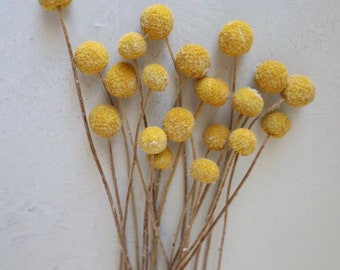 Craspedia Natural, Dried billy balls, Dried Flowers, Wedding flowers, Home decor,Wedding decor, Wedding flowers, gift, Bridal Bouquet