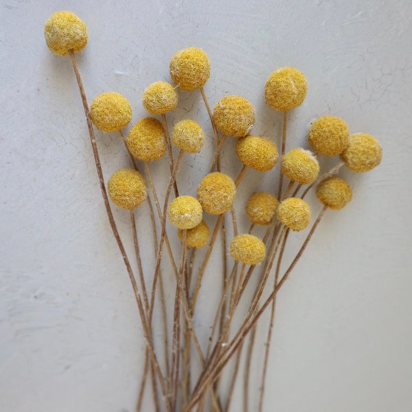Craspedia Natural, Dried billy balls, Dried Flowers, Wedding flowers, Home decor,Wedding decor, Wedding flowers, gift, Bridal Bouquet
