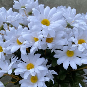 White Daisy Silk Flower Bush, Artificial, Faux, Silk Wedding Flowers 19 Tall image 4